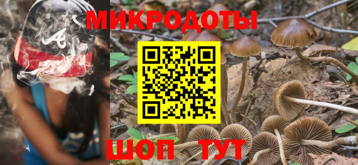 Псилоцибиновые грибы Psilocybe Дмитров