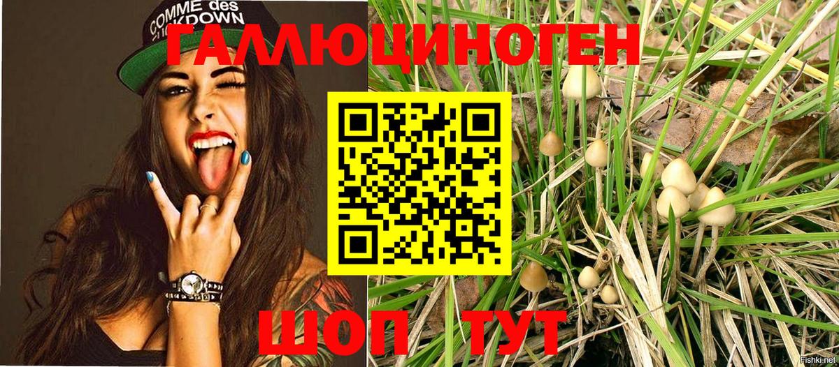 Галлюциногенные грибы Psilocybine cubensis  Дмитров 